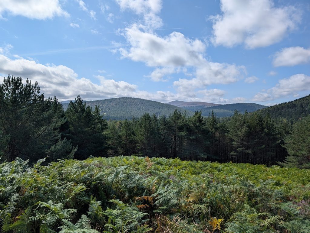 Scenic shot of blue sky with white clouds, hills in the background, pine trees in the mid-ground and ferns in the foreground. 