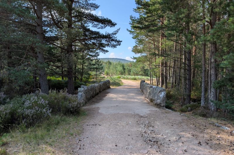 Gravel path over a stone bridge with tall trees either side