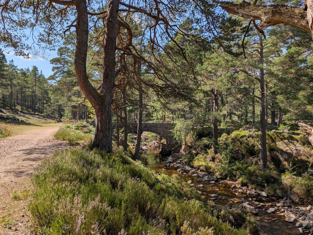 Heavily wooded area, with a path to the left-hand side, and a stone bridge in the centre. To the left of the bridge is a tall pine tree with a split trunk, forming a Y shape. 