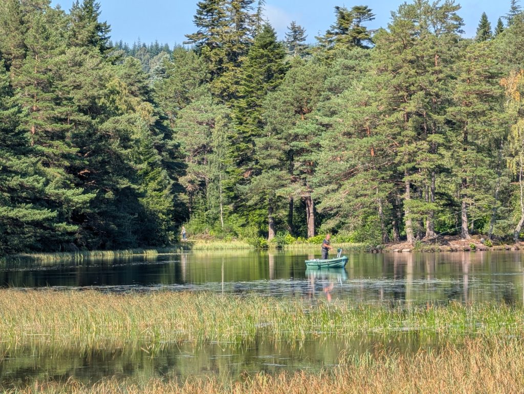 Man fishing from a small boat, on a lake with reeds in the foreground and tall pine trees in the background. 
